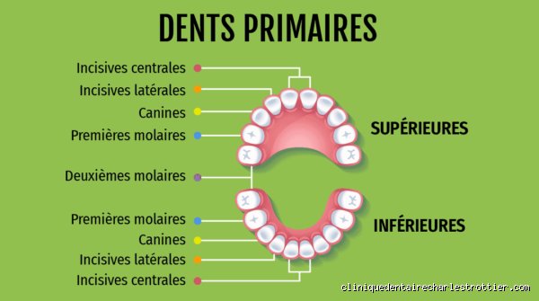 Quel âge les dents poussent ?