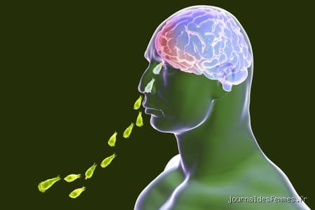 Quel est ce nouveau virus qui dévore le cerveau ? Entre paranoïa collective et réalité biologique brutale