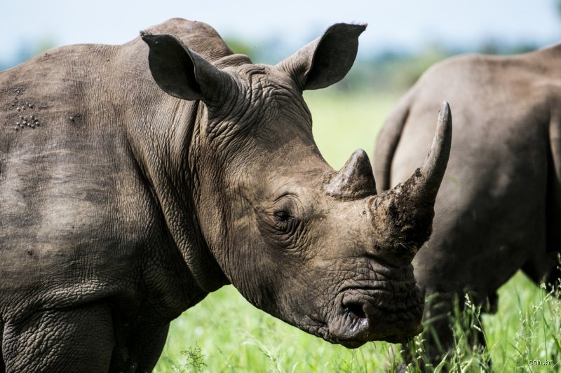 Quel est l'animal le plus meurtrier d'Afrique ? La réponse pourrait vous surprendre