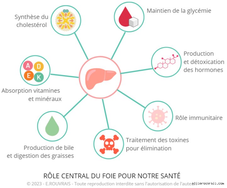 Quel est l’élément le plus toxique pour votre foie ? La vérité brutale sur une menace invisible qui dépasse l’alcool