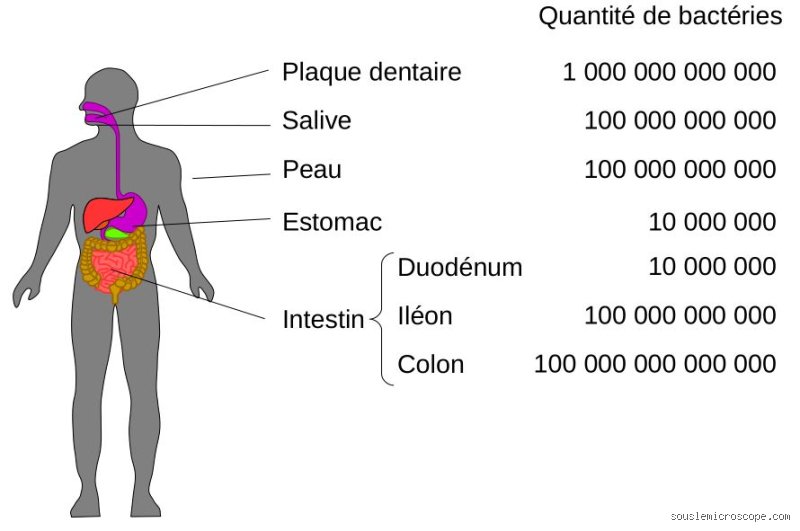 Quel est l'endroit du corps avec le plus de bactéries ? La vérité sur notre jungle microscopique interne