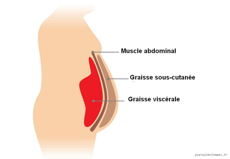Quel est l'organe qui brûle la graisse ? La vérité biologique derrière le mythe du muscle brûleur de calories