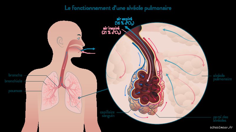 Quel est l'organe responsable de l'élimination des déchets sanguins dans le corps humain ? Le rôle méconnu de notre station d'épuration interne