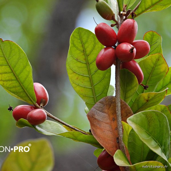 Quel est le fruit miracle qui fait baisser le cholestérol ? La vérité sur les statines naturelles de votre panier