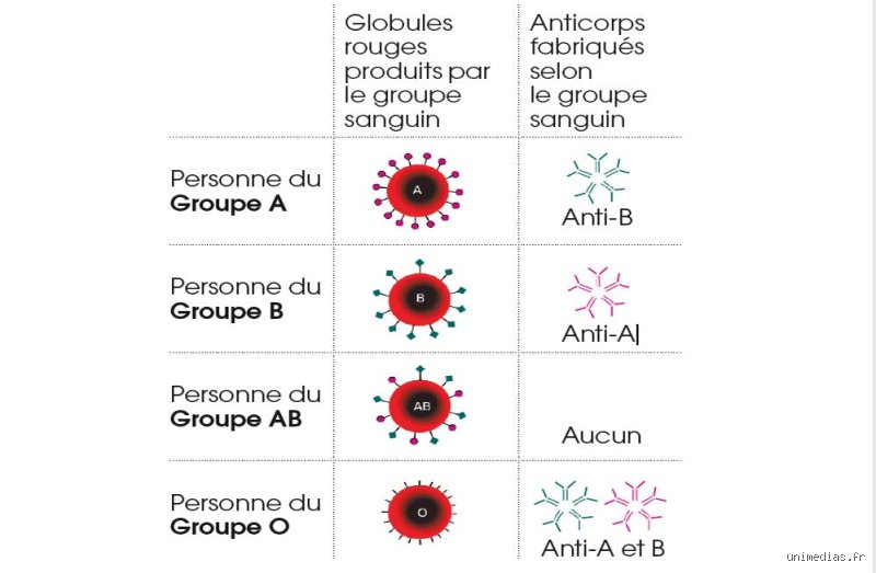 Quel est le groupe sanguin le plus néfaste pour la santé : entre risques cardiovasculaires et prédispositions génétiques