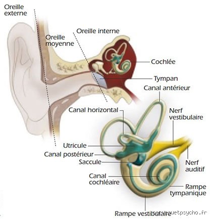 Quel est le lien entre l'anxiété et l'oreille interne ? Comprendre enfin cette spirale infernale entre vertiges et stress