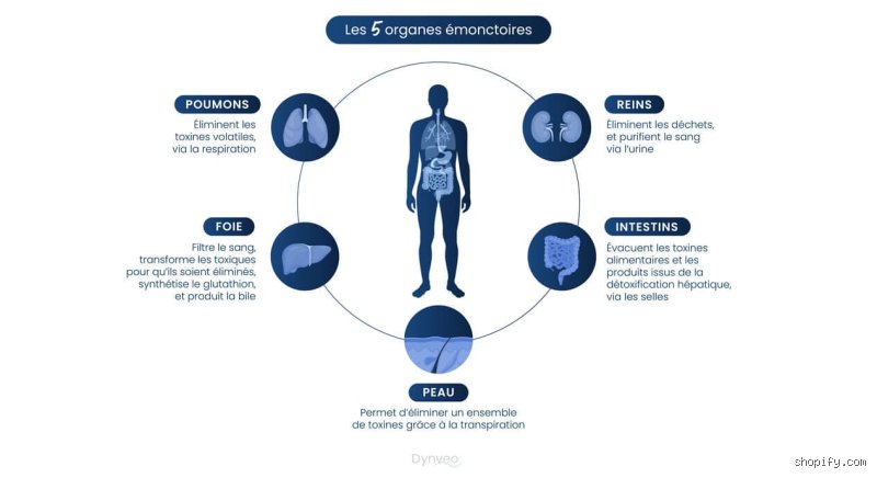 Quel est le moyen le plus rapide de détoxifier son organisme et pourquoi la science contredit souvent les promesses marketing ?