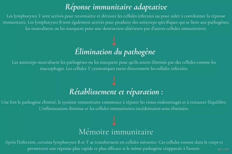 Quel est le moyen le plus rapide de réinitialiser son système immunitaire  ?
