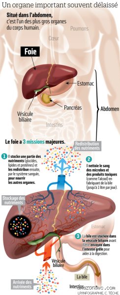 Quel est le pire fléau pour votre foie et pourquoi notre mode de vie moderne l'assassine en silence ?