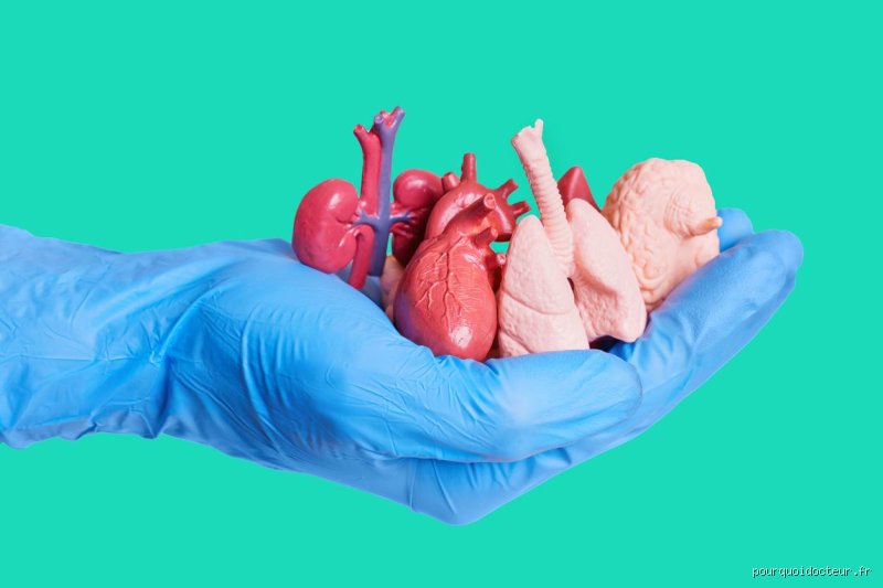 Quel est le pire organe à défaillir ? Anatomie d’une catastrophe biologique entre cerveau, cœur et foie