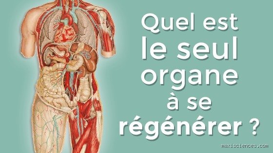 Quel est le seul organe qui ne peut pas se régénérer ? La vérité sur l'émail dentaire et le mythe de la guérison biologique