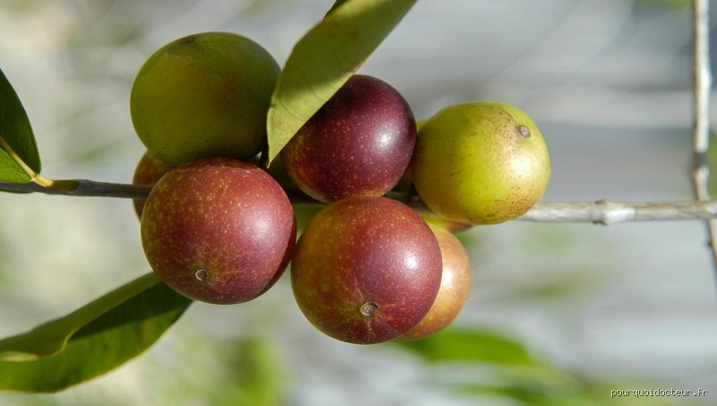 Quel fruit réduit la graisse du foie ? La vérité scientifique derrière les remèdes de grand-mère