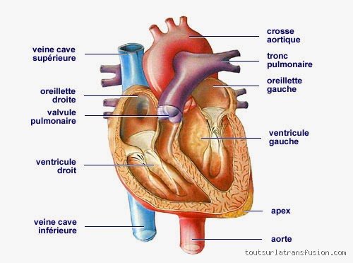 Quel organe creer le sang au juste quand on regarde de plus près les mécanismes cachés de notre organisme