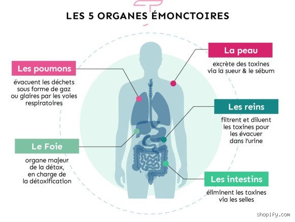 Quel organe élimine les toxines du corps ? La vérité sur votre véritable usine de recyclage interne