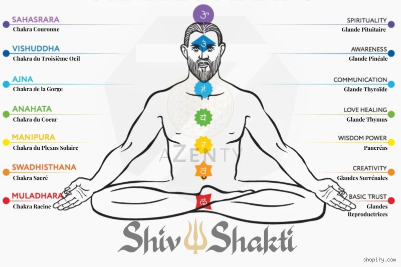 Quel organe est associé au chakra racine ? Exploration anatomique et énergétique de nos fondations physiques