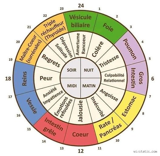 Quel organe est en train de se purifier à 3 heures du matin ? Le secret de votre horloge biologique