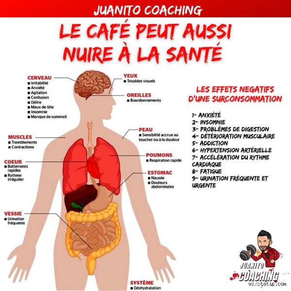 Quel organe est le plus affecté par le café ? Entre mythes cardiaques et réalité cérébrale, le verdict des neurosciences