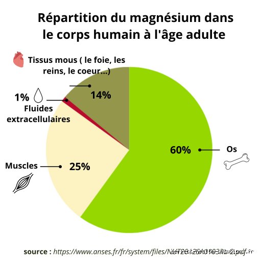 Quel organe est le plus affecté par le magnésium ? Révélations sur le véritable chef d'orchestre de votre métabolisme minéral
