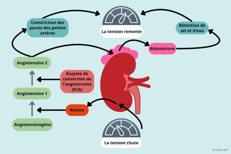 Quel organe gère la tension artérielle au quotidien ? Enquête au cœur d'une machinerie biologique sous haute surveillance