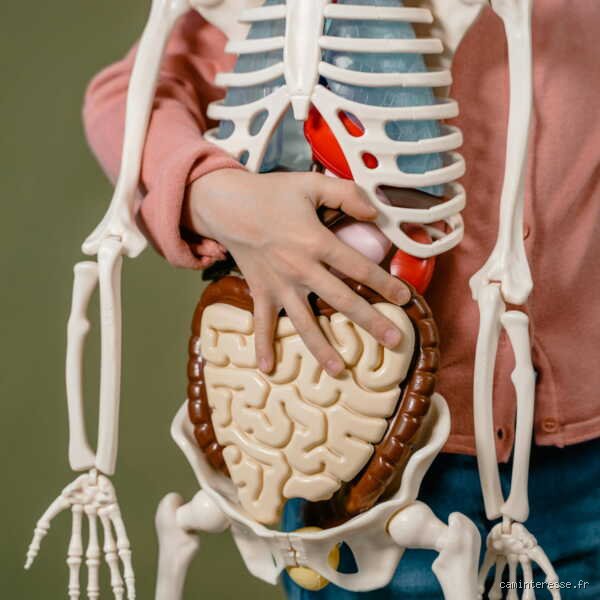 Quel organe ne peut pas se réparer lui-même ? Le mystère de l'incapacité régénératrice du corps humain