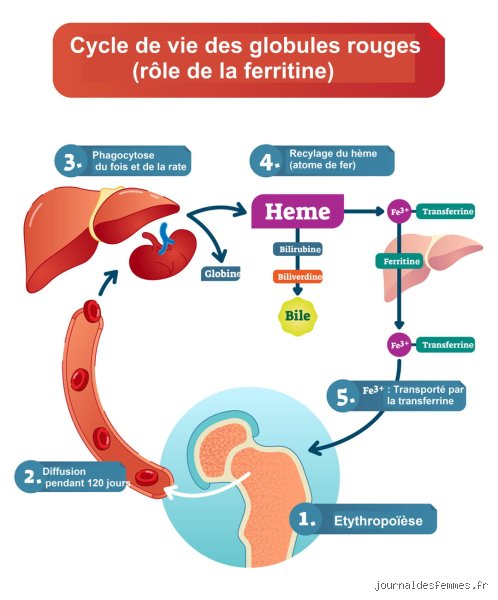 Quel organe régule la ferritine ? Le rôle central du foie et les mécanismes cachés de l'homéostasie du fer