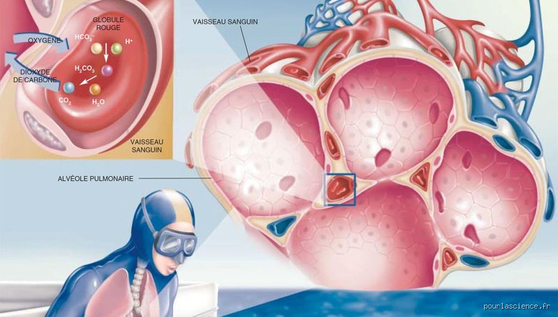 Quel organe régule le chlore ? Le rôle méconnu mais vital des reins dans l'équilibre de vos électrolytes