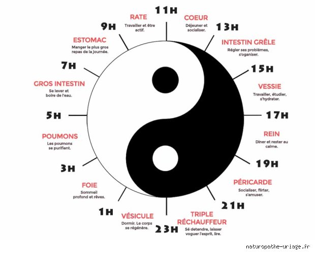 Quel organe travaille à minuit ? Ce que votre horloge biologique cache aux insomniaques