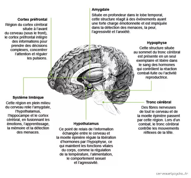 Quel trouble neurologique provoque l'agressivité ? Enquête au cœur d'un cerveau qui disjoncte