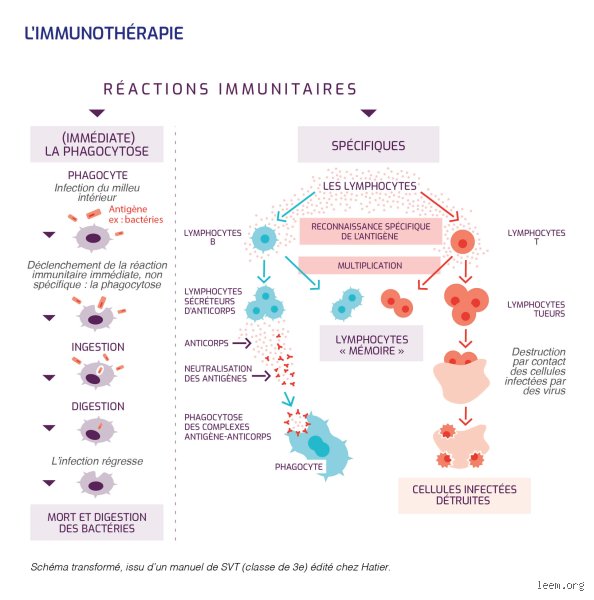 Quel type de cancer est agressif du système immunitaire ? Comprendre les lymphomes et leucémies fulgurantes