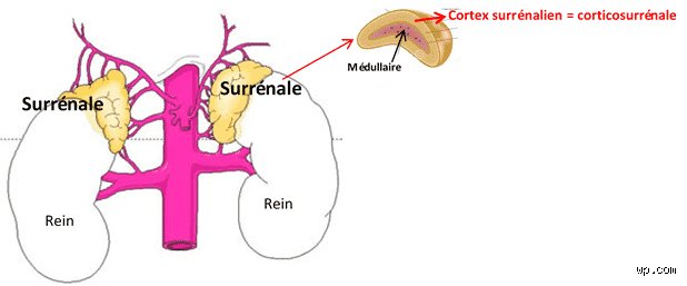 Quelle analyse de sang pour les surrénales ? Le guide complet pour décrypter vos hormones de stress