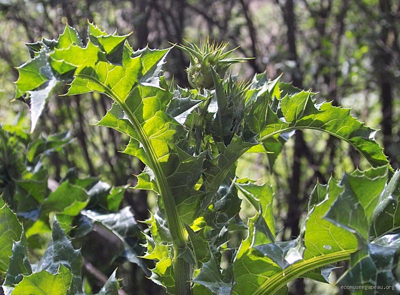 Quelle différence entre le chardon-Marie et le Desmodium ?