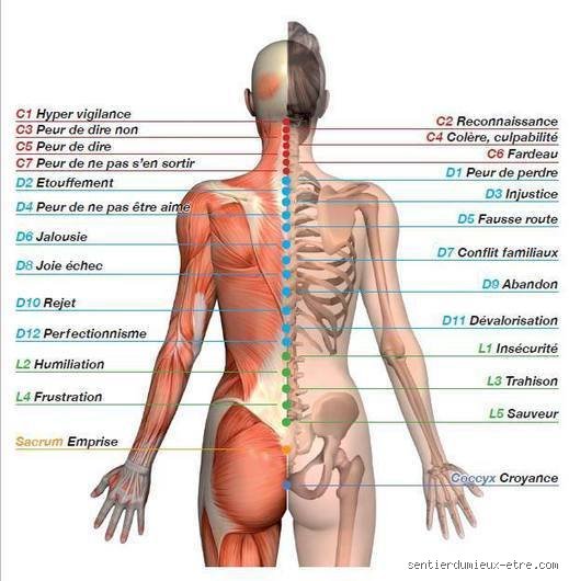 Quelle émotion est stockée dans le sacrum ? Décryptage d'un carrefour corporel souvent ignoré par la médecine