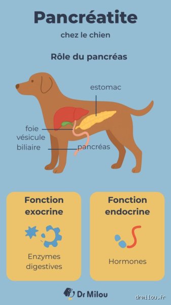 Quelle est l'espérance de vie d'un chien après une pancréatite aiguë ? Les vérités médicales pour anticiper l'avenir de votre compagnon