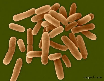 Quelle est la bactérie incurable ? La menace fantôme des super-pathogènes qui défient la médecine moderne