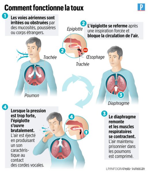 Quelle est la cause d'une toux qui ne disparaît pas ? Comprendre enfin pourquoi votre thorax s'obstine à gronder depuis des semaines