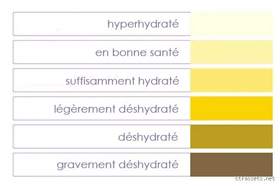 Quelle est la couleur de l'urine quand on est en bonne santé ? Le guide complet pour décrypter ce que votre corps essaie de vous dire