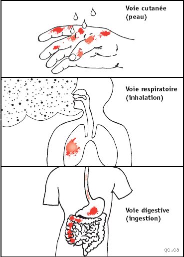 Quelle est la durée du poison dans le corps ? Chronologie d’une détoxification complexe entre science et survie