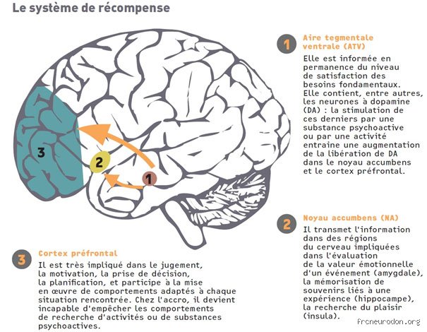 Quelle est la maladie mentale causée par la drogue ? La vérité complexe sur les psychoses induites et les doubles diagnostics