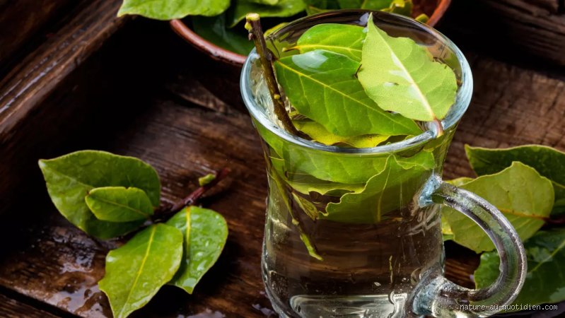 Quelle est la meilleure plante contre le cholestérol pour protéger son cœur naturellement ?