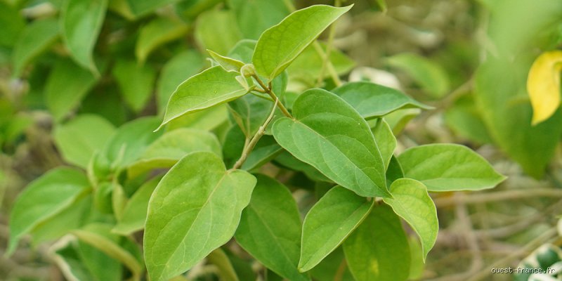 Quelle est la meilleure plante naturelle pour faire baisser la glycémie ?