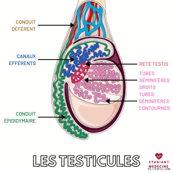 Quelle est le prix des testicules ? Analyse du marché médical et légal