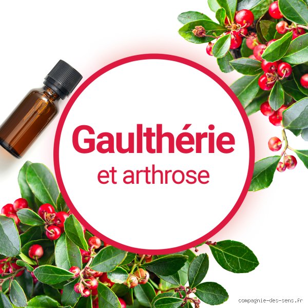 Quelle gaulthérie pour arthrose ?