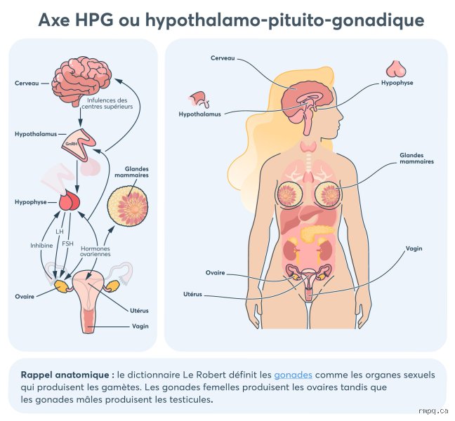 Quelle hormone est libérée lors d'un massage ? Le cocktail biochimique qui transforme votre séance de bien-être