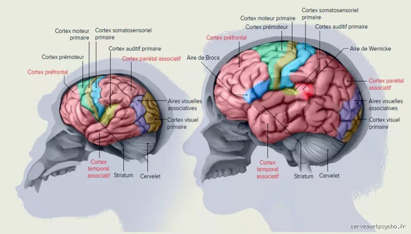 Quelle partie du cerveau gère le poids ?