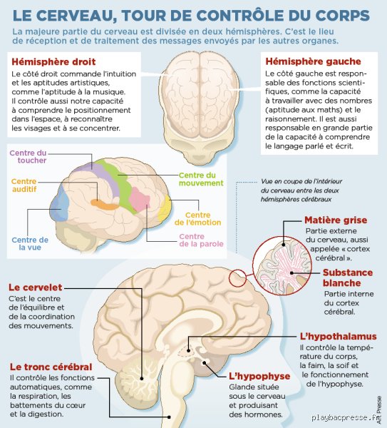 Quelle partie du cerveau provoque la mort instantanée ? Anatomie d’une déconnexion fatale et irréversible