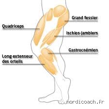 Quelle partie du corps se muscle en marchant ? Analyse complète des bénéfices anatomiques d'une pratique sous-estimée