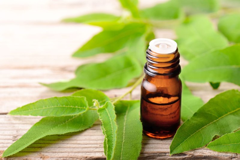 Quelle plante médicinale soigne les sinusites ? Le guide expert pour libérer vos voies respiratoires sans antibiotiques