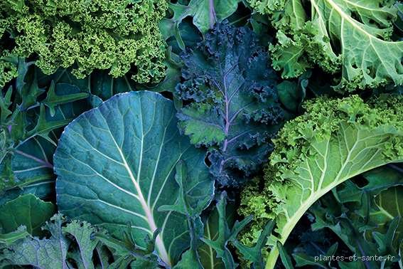 Quelle plante pour éviter un AVC ? Le guide expert pour protéger vos artères grâce au pouvoir du végétal