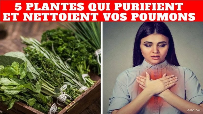 Quelles plantes pour nettoyer l'organisme ?