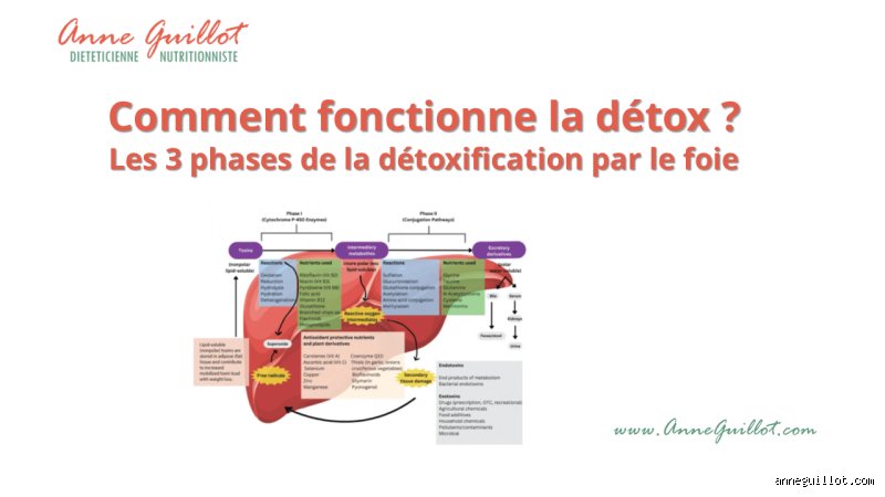 Quelles sont les 3 phases de la détoxification hépatique ? Le guide complet pour enfin comprendre comment votre foie traite les toxines